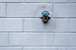 Outside faucet on a blue gray painted brick wall
