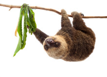A Sloth Travels On A Branch