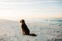 Pretty Blue Eyed Dog Dog Posing At Beach