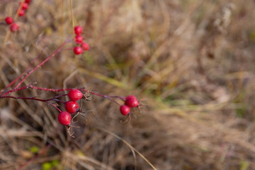 Poster - wild ripe natural rose hips