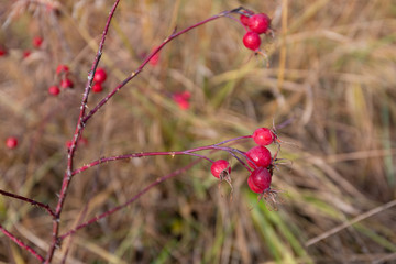 Canvas Print - rose hips in late autumn