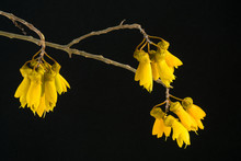 Close-up View Of The Yellow Flowers Of The Spring Flowering New Zealand Native Kowhai Tree, Isolated Against A Black Background. The Kowhai Flowers Provide A Nectar Source For Tuis And Other Birds.