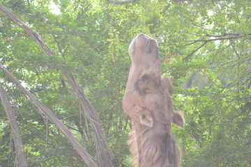 close up camel face