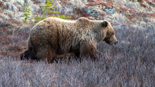 Grizzly Bear [ursus Arctos Horribilis] In The Mountain Above The Savage River In Denali National Park In Alaska United States