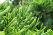 Japanese pine trees in the garden