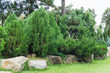 © J88DESING - Japanese pine trees in the garden thailand