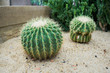 The cactus in garden