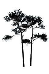 two silhouette pinus kesiya isolated on a white background.