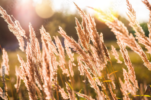 Evening bright landscape with tall grass against the backdrop of the setting ...