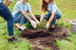 © Viktoriia - Volunteering. Young people volunteers outdoors planting tree into pit smiling joyful close-up