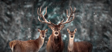 Noble Deer Family In Winter Snow Forest. Artistic Winter Christmas Landscape. Winter Wonderland.