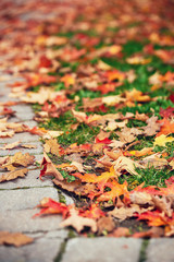 Wall Mural - walkway covered with colorful autumn foliage leaves in a park