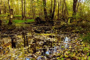 Autumn forest