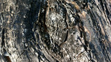 Fototapeta Sawanna - wood texture with burnt and blackened bark closeup