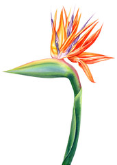 Wall Mural - tropical strelitzia flowers on an isolated white background, watercolor illustration