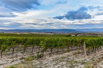 Wall Mural - Beautiful traditional vineyards view