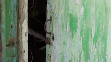 Old Green Flaking Paint Wooden Door Slamming In Wind