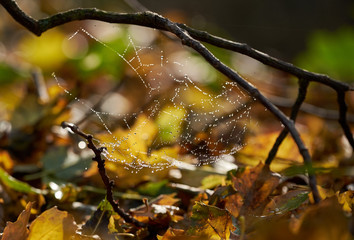 Dewy spider web in Autumn