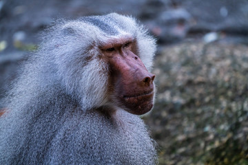 the hamadryas baboon, papio hamadryas is a species of baboon