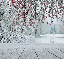 Snowfall In City Park- Winter Christmas Scenic Landscape With Copy Space