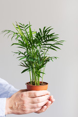 Wall Mural - Beautiful green indoor dypsis flower in a pot in male hands on a white wall background