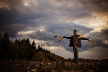 Scarecrow Stands In The Autumn Field Against The Evening Sky