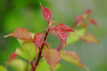 Sticker - autumn leaves