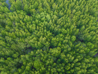 Aerial top view of lush green trees from above in tropical forest in national park and mountain or hill in summer season in Thailand. Natural landscape. Pattern texture background.