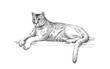 Reclining cougar. Lying American mountain lion, red tiger, panther animal. Puma predator in zoo, vector illustration, hand drawn sketch art.