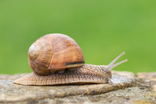 Burgundy Snails (Helix Pomatia) Closeup, With Homogeneous Blurred Green Background. Burgundy Or Edible Snail (Helix Pomatia) Is Common Big European Land Snail. Helix Pomatia - Edible Snail, Macro.