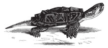 Snapping Turtle, Vintage Illustration.