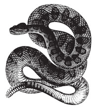 Rattle Snake, Vintage Illustration.