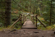 Old wooden bridge in the forest