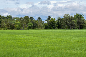 meadow with trees and blue sky