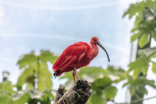 Bird Tropical At Buffalo Zoo