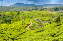 Hill Country Tea Plantation In The Central Highlands Near Nuwara Eliya, Sri Lanka, Asia.