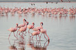 The lesser flamingoes (Phoenicopterus minor) at lake Nakuru, Kenya.