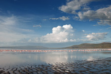 Lake Nakuru Landscape With Many Feeding Greater Flamingos, Kenya.