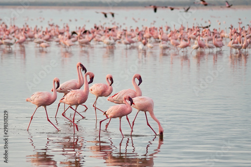 Fotografía The lesser flamingoes (Phoenicopterus minor) at lake Nakuru, Kenya