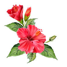 Watercolor Bouquet With Realistic Colorful Hibiscus And Green Leaves.  Tropical Flower Illustration For Design Wedding Invitations, Greeting Cards, Postcards. 