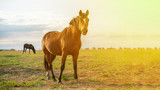 Fototapeta Konie - happy brown horse standing in the field on summer day