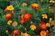 Red and yellow tagetes flowers.