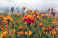 Field Of Red And Orange Tagetes Marigold Tall Flowers. Close-up Of One Flower Head With Autumn Sky On The Background