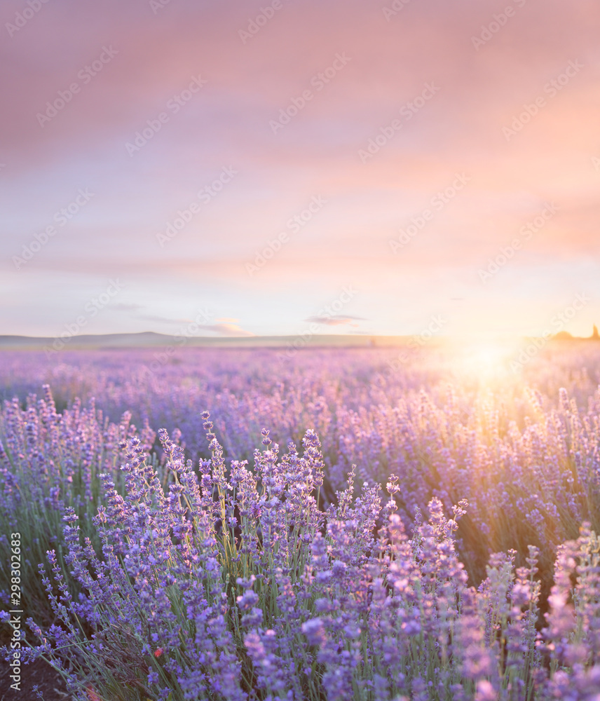 Sunset sky over a summer lavender field. Sunset over a violet lavender field in Provence, France. - obrazy, fototapety, plakaty 