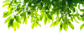 Wall Mural - Green leaf frame isolated on white background. Beautiful leaf texture in nature. Natural background. close-up of macro with free space for text.