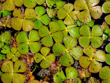Midges Sitting On The Duckweed (Lemnoideae) In A Pond In The Sunny Day. Natural Background
