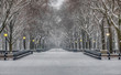 canvas print picture - Central Park in winter