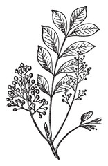 Wall Mural - Sumac vintage illustration.