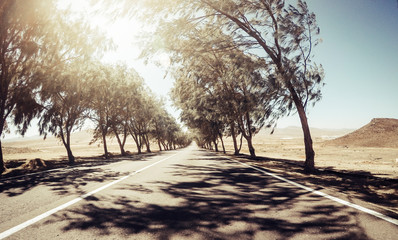 Wall Mural - Scenic long asphalt road with trees on both sides and sun light at the end in background - windy and wild desert nature outdoor aroung -concept of travel and discover the world