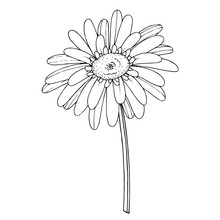 Vector Gerbera Floral Botanical Flower. Black And White Engraved Ink Art. Isolated Gerbera Illustration Element.